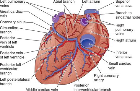 posterior left ventricular branch